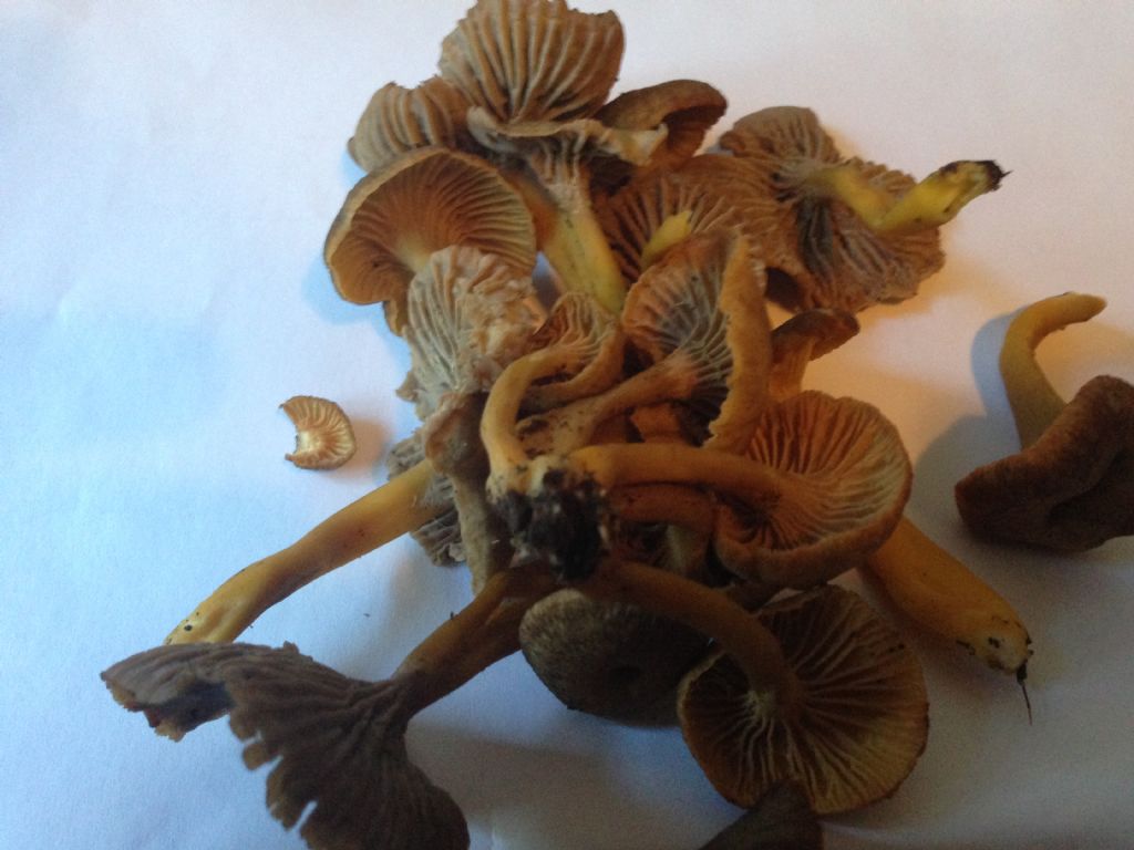 cantharellus lutescens e tubaeformis